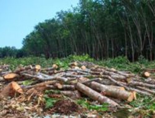 El Reglamento de la UE sobre la Deforestación y Degradación Forestal: Una Perspectiva Crítica.